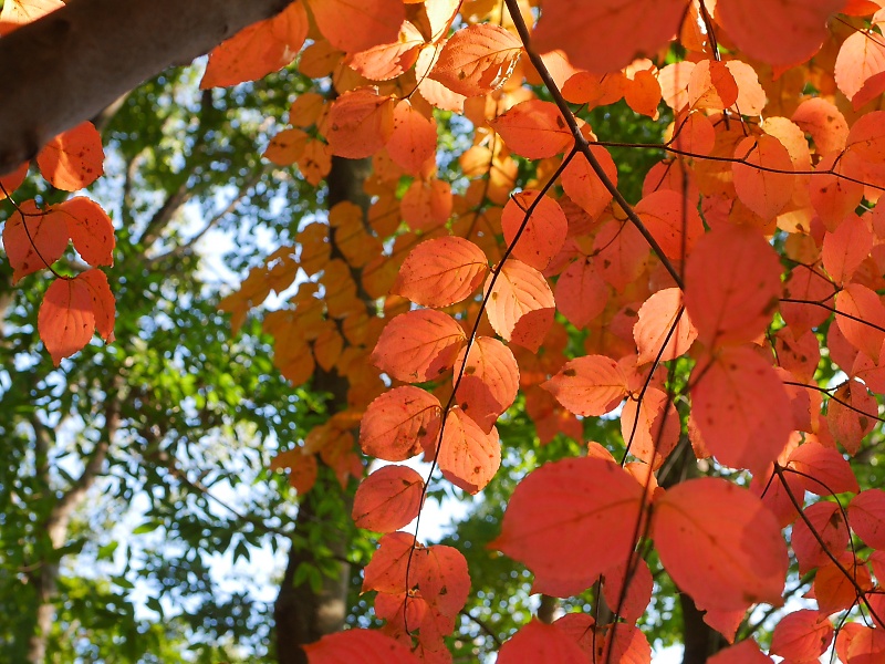 21世紀の森と広場 道草日記 ヤマボウシの紅葉